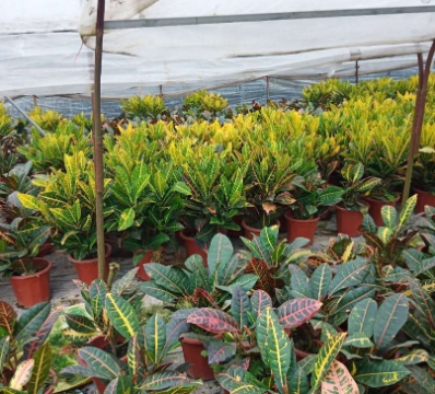 变叶木苗木批发：趋势爆发！优质变叶木助力园林绿化升级！