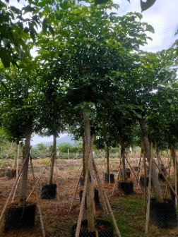 秋枫（Bischofia javanica）