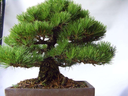 日本黑松，正名为黑松（Pinus thunbergii Parl.）