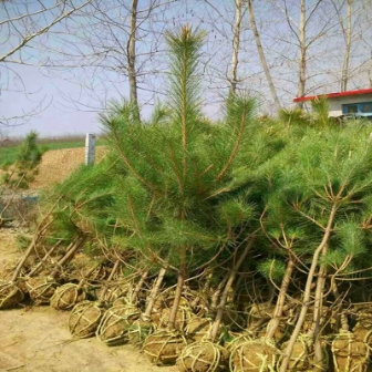 日本黑松，正名为黑松（Pinus thunbergii Parl.）