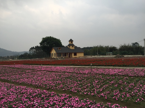 “欧式风格花海景区：罗浮山自然环境与浪漫花卉景观的完美融合”