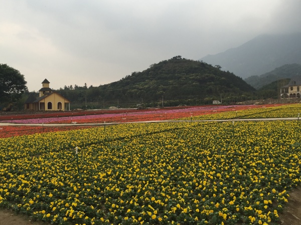 “欧式风格花海景区:罗浮山自然环境与浪漫花卉景观的完美融合” resized-微信图片_20251128120115_656_39.jpg