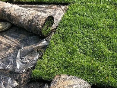 “马尼拉草皮:结缕草品种绿化工程的优选草皮” “马尼拉草皮:结缕草品种绿化工程的优选草皮”