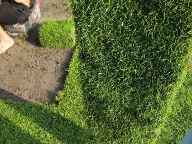 “马尼拉草皮：结缕草品种绿化工程的优选草皮”