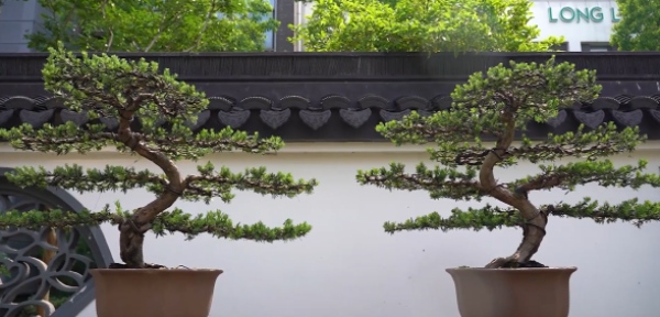 如皋花木园艺师：从盆景艺术到乡村振兴的劳务品牌