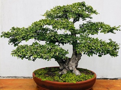 景观设计的艺术与自然完美碰撞!打造城市与自然共生的绿色奇迹! resized-微信图片_20251128140150_678_39.jpg