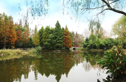 建筑与自然完美融合!某现代文体中心景观绿化工程,打造未来城市新地标! resized-微信图片_20251128144644_723_39.jpg