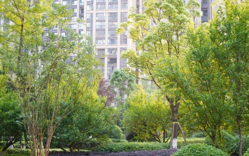 “绿化苗木栽植与管理方法:提高苗木质量和数量的实用技术” resized-微信图片_20251128144821_741_39.jpg