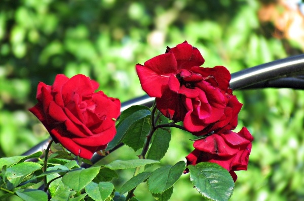 打造梦幻花园:10种不可错过的园艺花草推荐,花园美翻天! resized-微信图片_20251216134513_1557_39.jpg