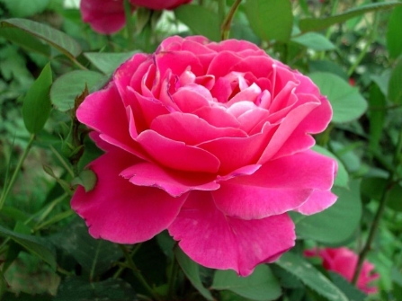 2025年最流行的花草品种,快来为你的花园添彩! resized-微信图片_20251217111053_1595_39.jpg