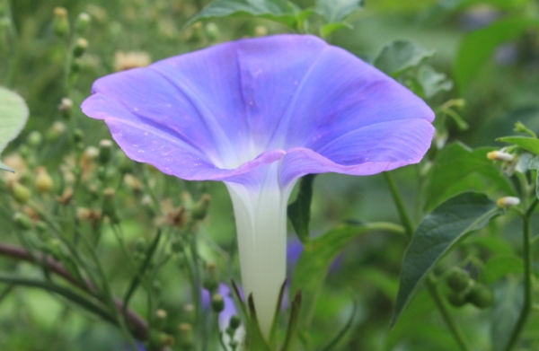 2025年度最美花草推荐,打造你的完美花园从这开始 resized-微信图片_20251218162545_1628_39.jpg