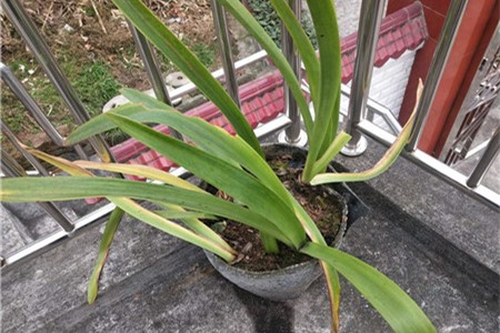 朱顶红不开花怎么办,为什么不开花 朱顶红不开花怎么办,为什么不开花