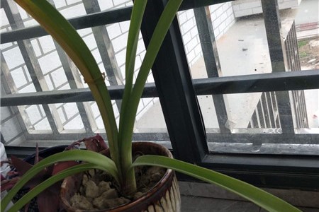 朱顶红不开花怎么办,为什么不开花 朱顶红不开花怎么办,为什么不开花