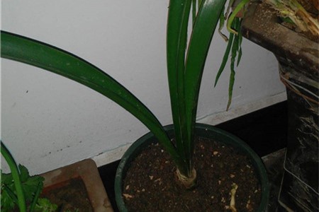 朱顶红不开花怎么办,为什么不开花 朱顶红不开花怎么办,为什么不开花