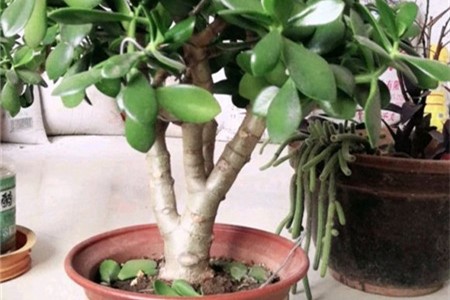 燕子掌掉叶子怎么回事,怎么办 燕子掌掉叶子怎么回事,怎么办