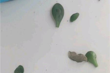 燕子掌掉叶子怎么回事,怎么办 燕子掌掉叶子怎么回事,怎么办