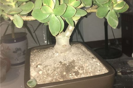 燕子掌掉叶子怎么回事,怎么办 燕子掌掉叶子怎么回事,怎么办