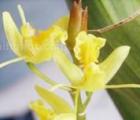 黄绿贝母兰