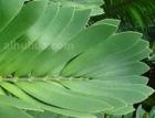 美叶凤尾蕉
