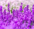 薰衣草