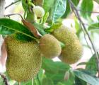 菠萝蜜