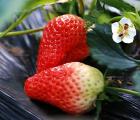 草莓