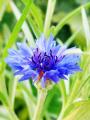 矢车菊