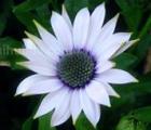 蓝眼菊