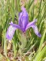 矮紫苞鸢尾