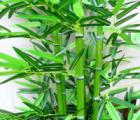 竹子