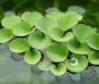 浮萍图片