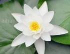 白睡莲